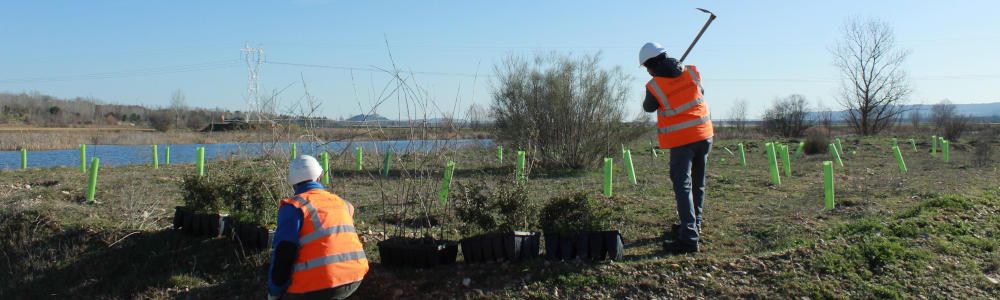 Hanson HeidelbergCement plantará más de 1.000 árboles y arbustos en cuatro de sus canteras en una iniciativa por el  clima