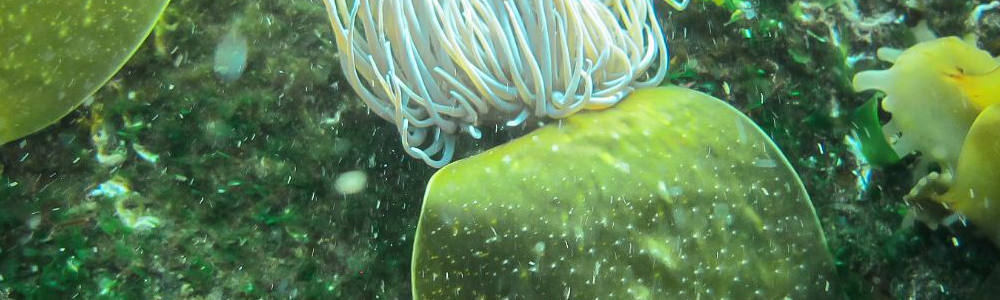 ECOncrete en el Puerto de Vigo está llena de vida