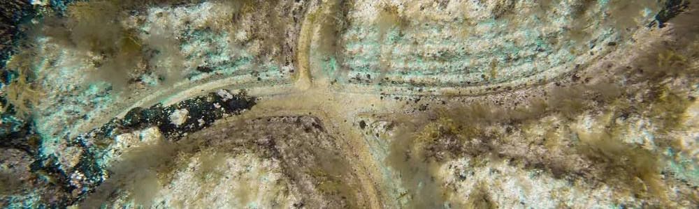 La flora y fauna marinas han colonizado las piezas de hormigón que protegen el cableado.