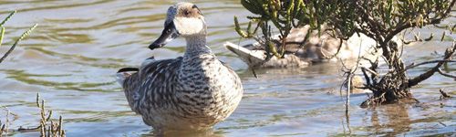Cerceta Pardilla en Cantera restaurada de Holcim