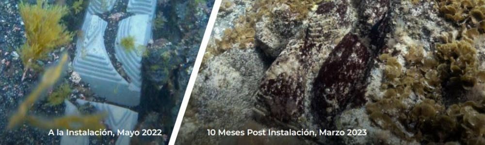 Cable eléctrico entre Lanzarote y Fuerteventura que mejora la biodiversidad marina